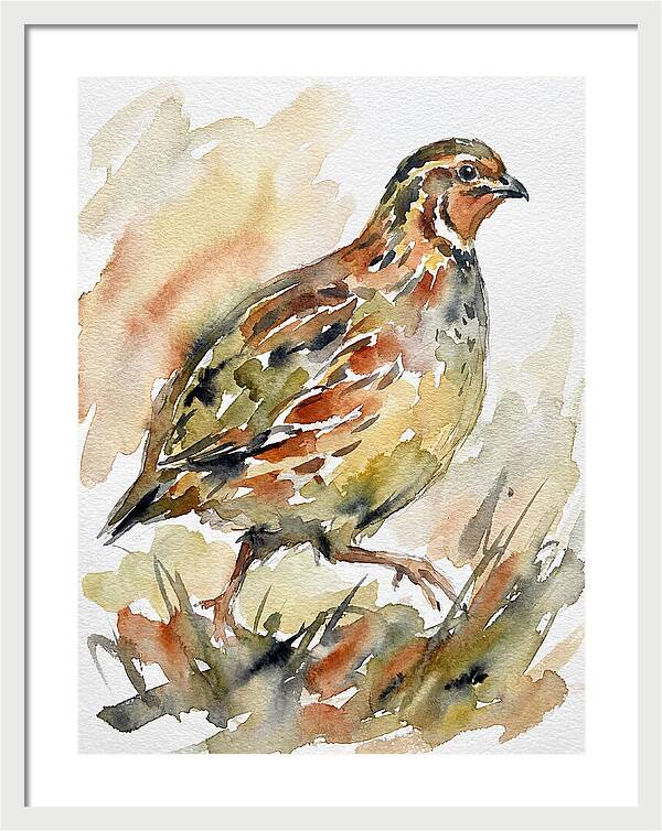 Quail In Watercolor Harmony
