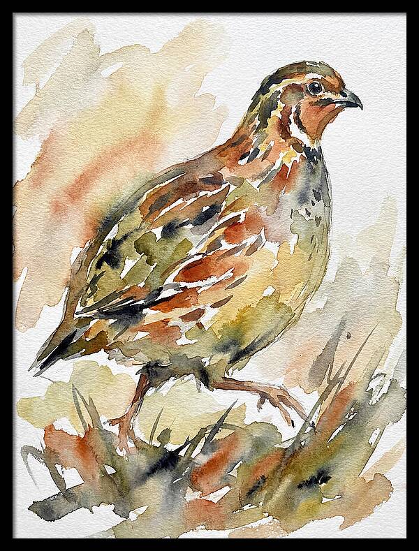 Quail In Watercolor Harmony