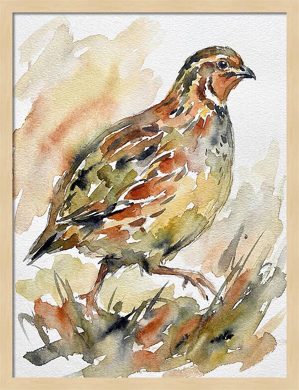 Quail In Watercolor Harmony