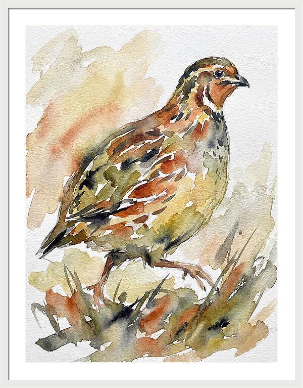 Quail In Watercolor Harmony