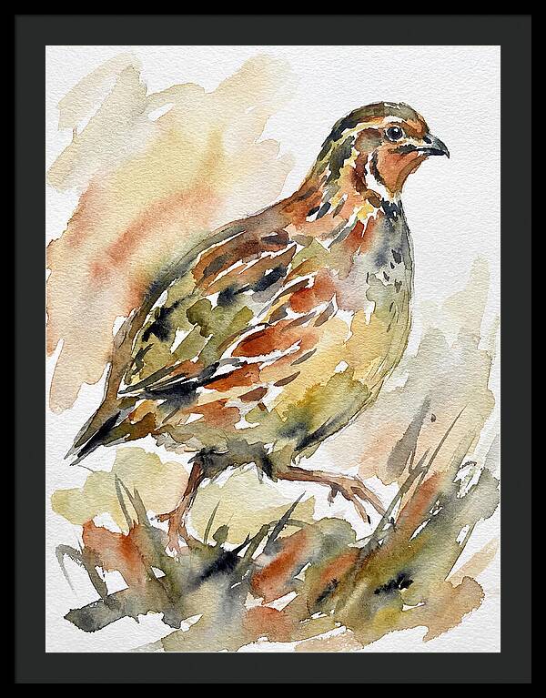 Quail In Watercolor Harmony