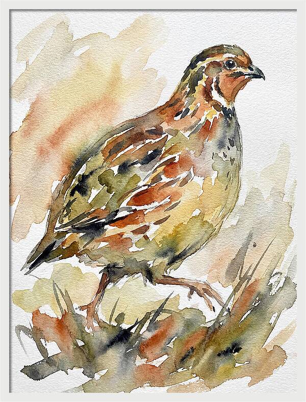 Quail In Watercolor Harmony