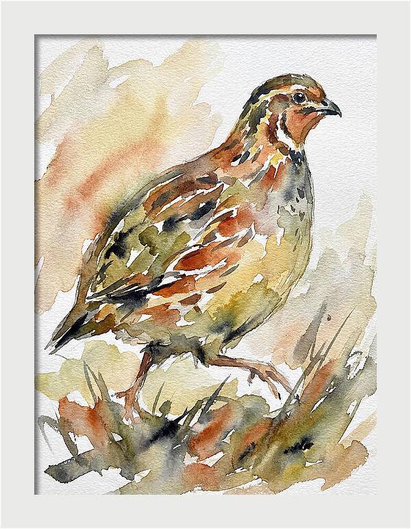 Quail In Watercolor Harmony
