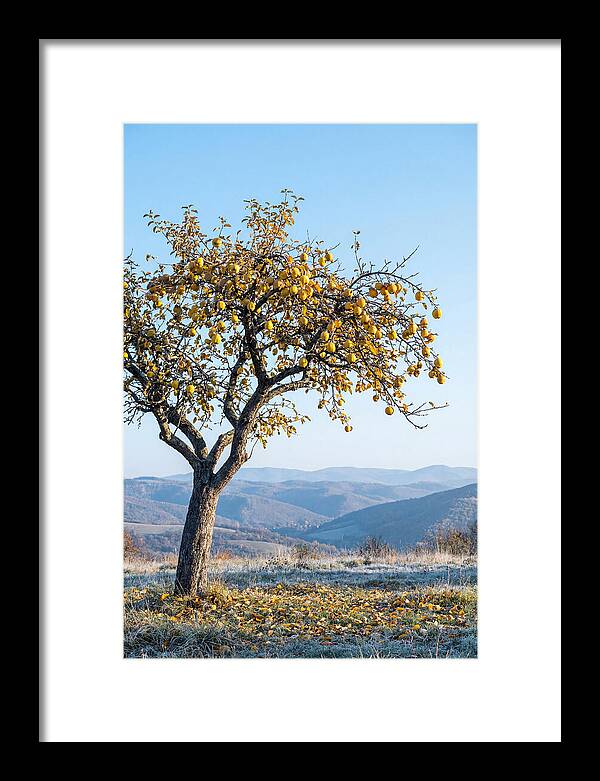 Quince Tree With Golden Fruit