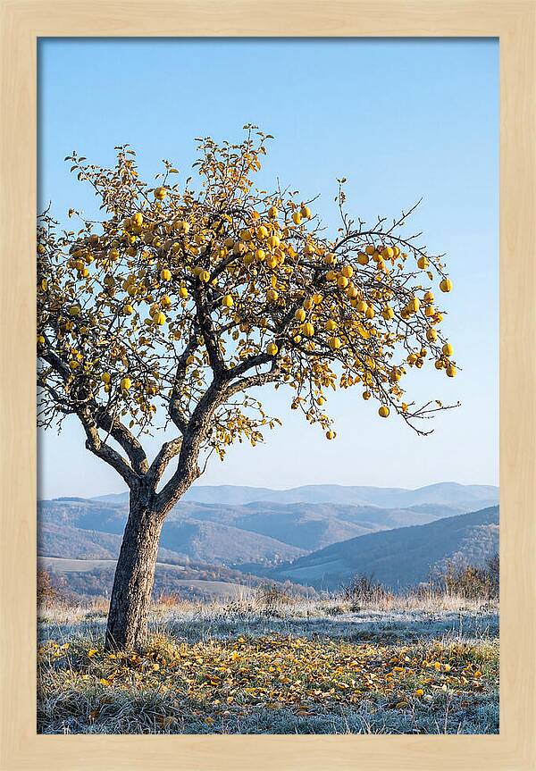 Quince Tree With Golden Fruit