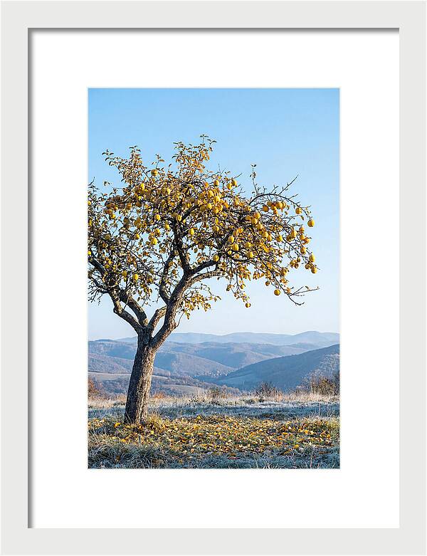 Quince Tree With Golden Fruit