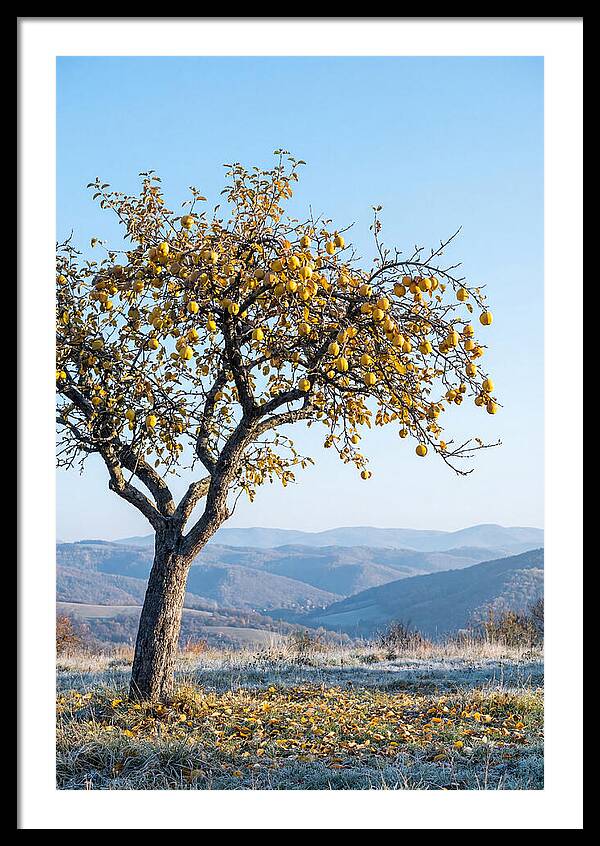 Quince Tree With Golden Fruit
