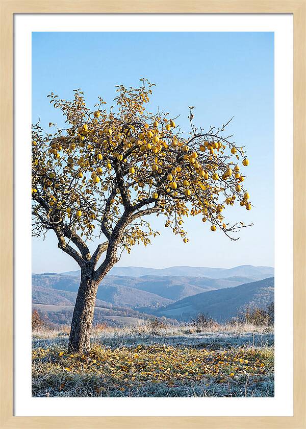 Quince Tree With Golden Fruit