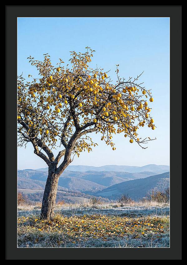 Quince Tree With Golden Fruit