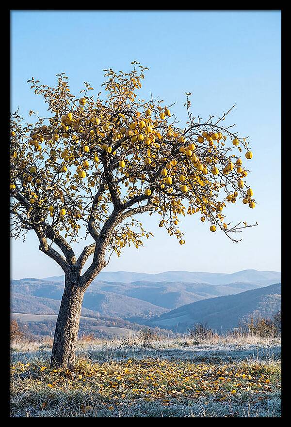 Quince Tree With Golden Fruit