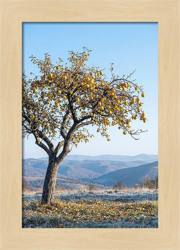 Quince Tree With Golden Fruit
