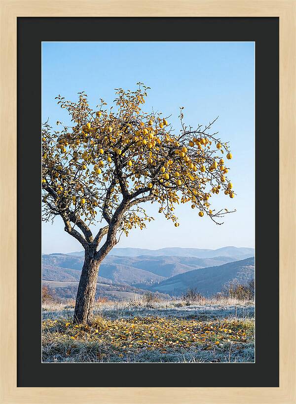 Quince Tree With Golden Fruit