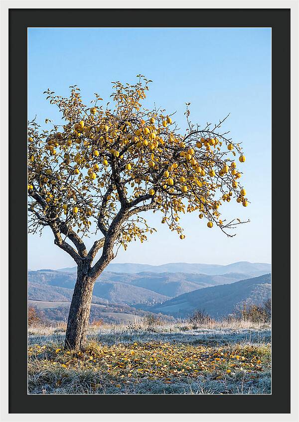 Quince Tree With Golden Fruit