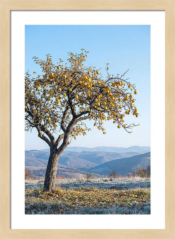 Quince Tree With Golden Fruit