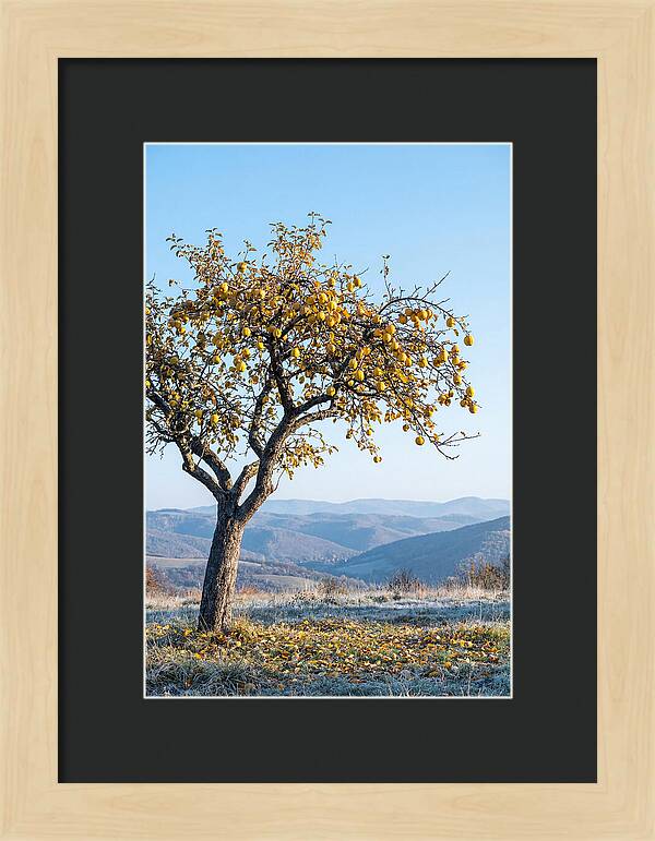 Quince Tree With Golden Fruit