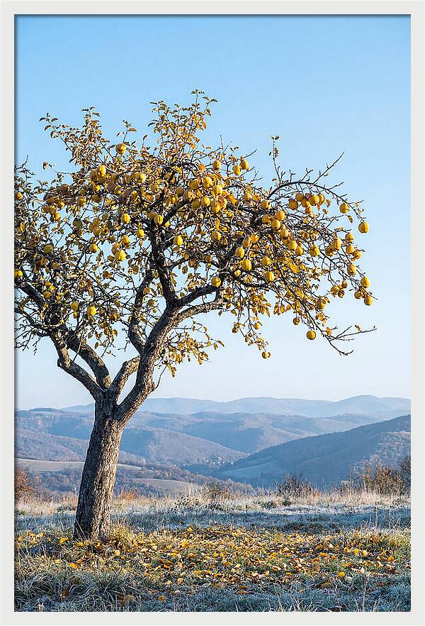 Quince Tree With Golden Fruit