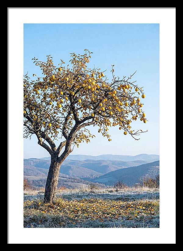 Quince Tree With Golden Fruit