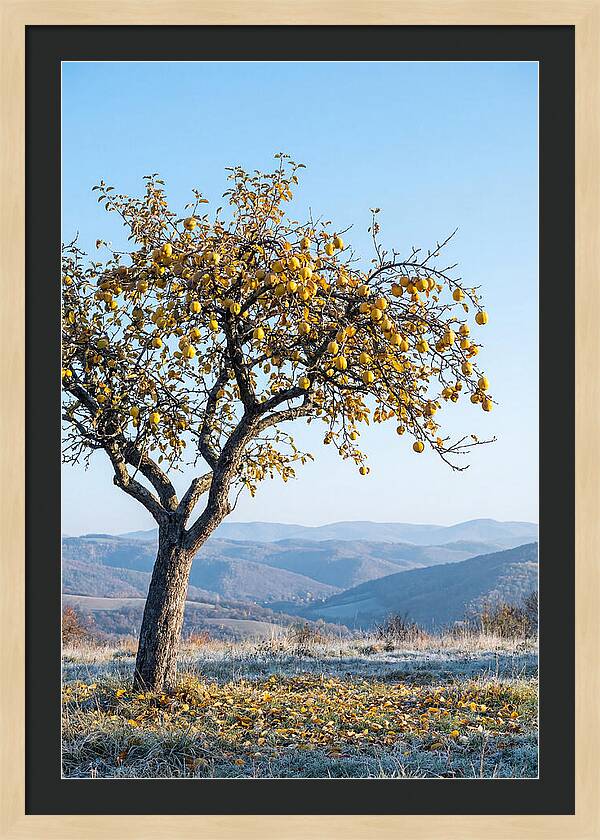 Quince Tree With Golden Fruit