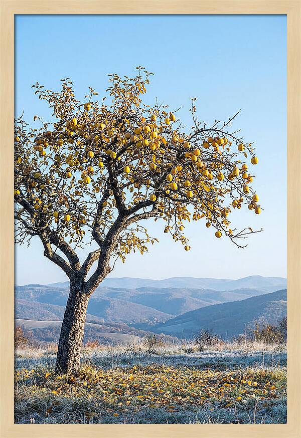 Quince Tree With Golden Fruit