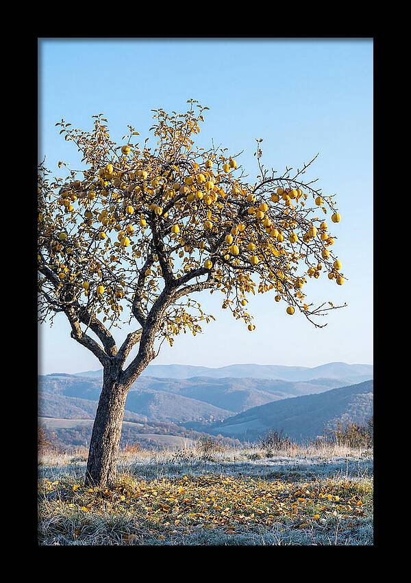 Quince Tree With Golden Fruit