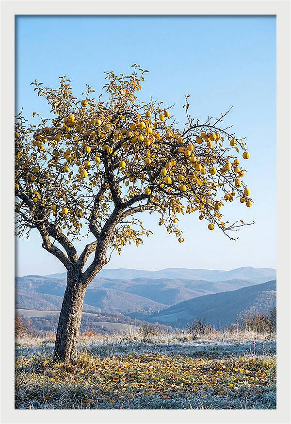 Quince Tree With Golden Fruit