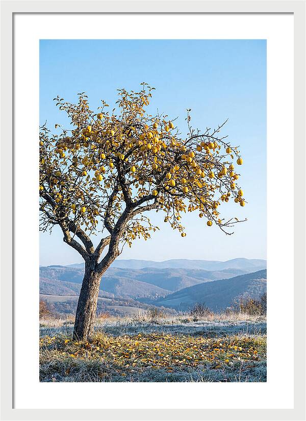 Quince Tree With Golden Fruit