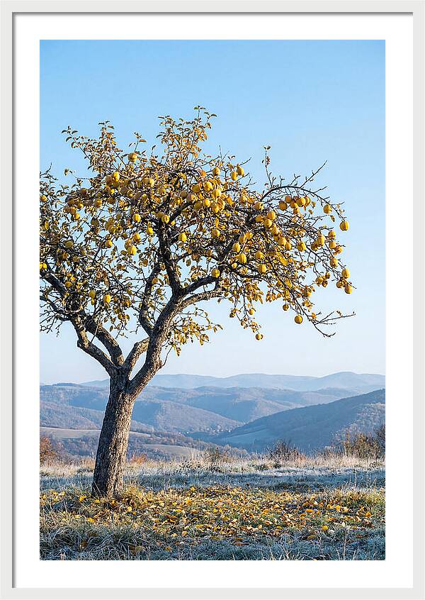 Quince Tree With Golden Fruit