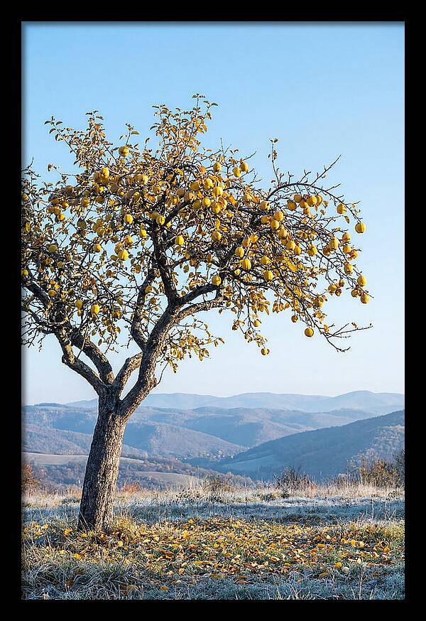 Quince Tree With Golden Fruit