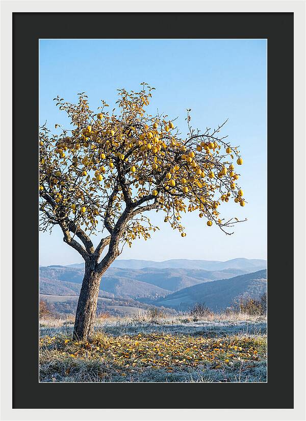 Quince Tree With Golden Fruit