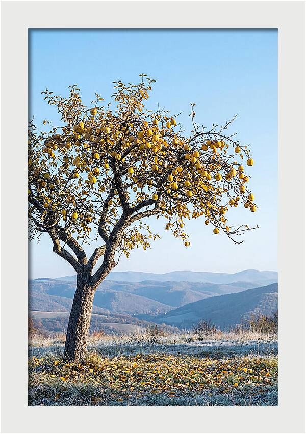 Quince Tree With Golden Fruit