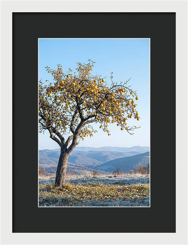 Quince Tree With Golden Fruit