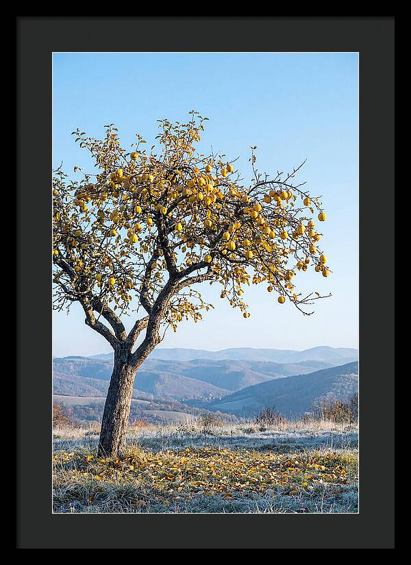 Quince Tree With Golden Fruit