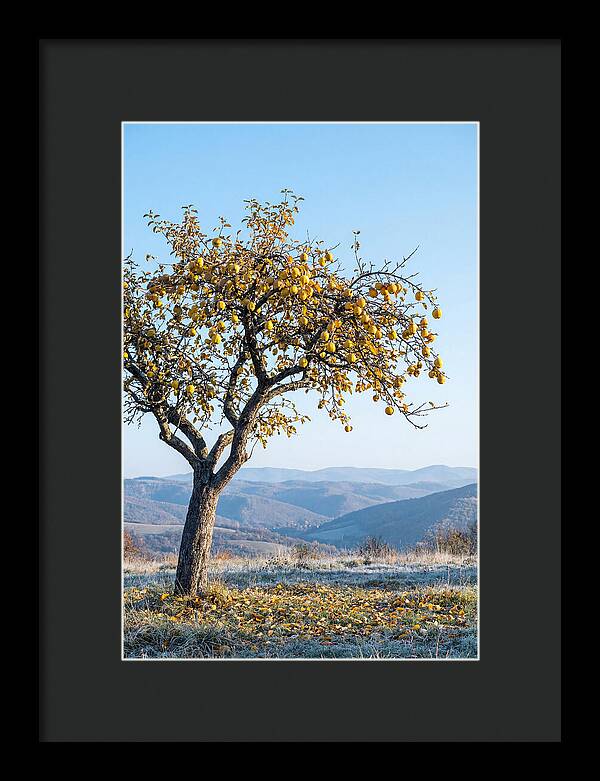 Quince Tree With Golden Fruit