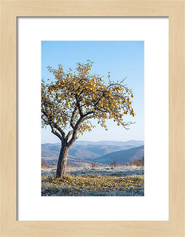 Quince Tree With Golden Fruit