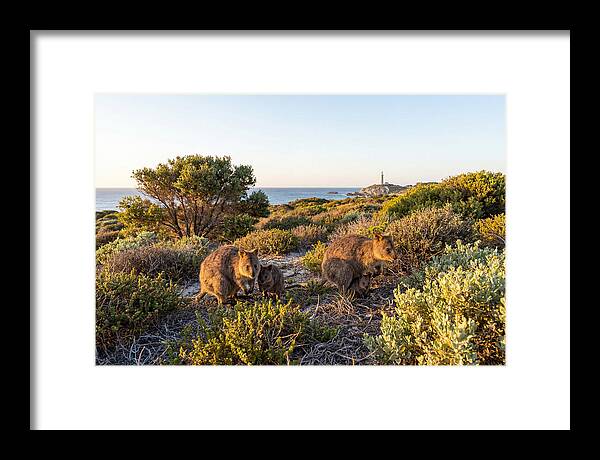 Quokka Family At Sunset