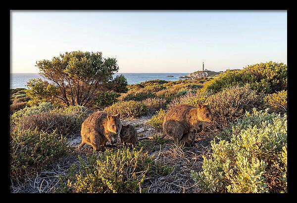 Quokka Family At Sunset