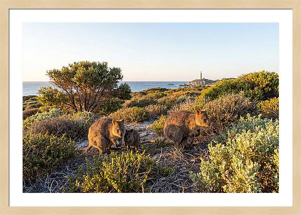 Quokka Family At Sunset