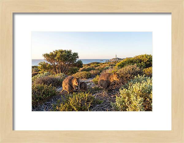 Quokka Family At Sunset