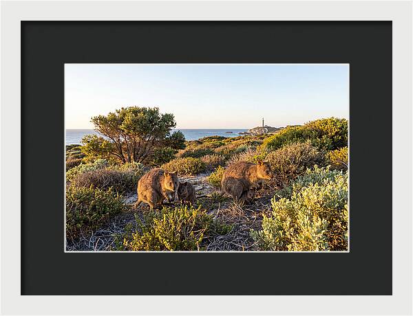 Quokka Family At Sunset