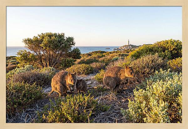 Quokka Family At Sunset