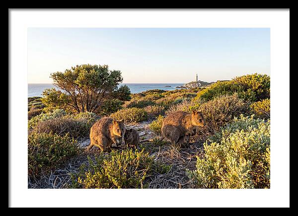 Quokka Family At Sunset
