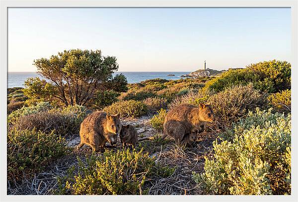 Quokka Family At Sunset