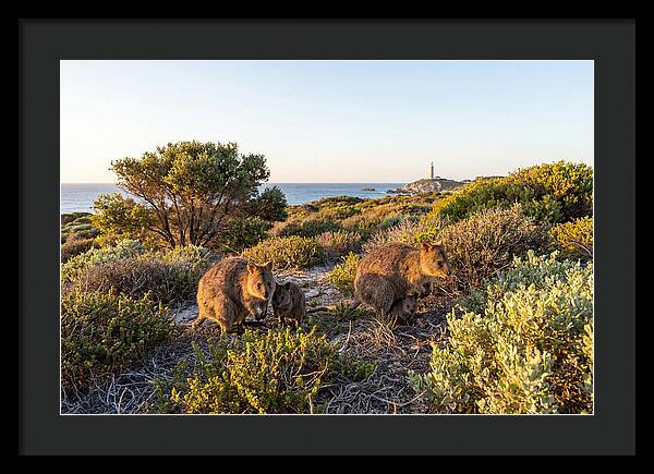 Quokka Family At Sunset