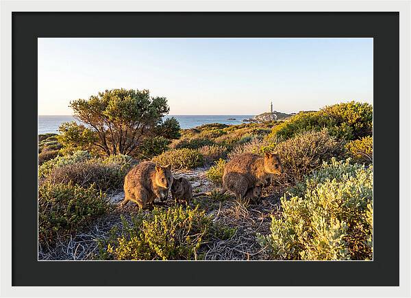 Quokka Family At Sunset