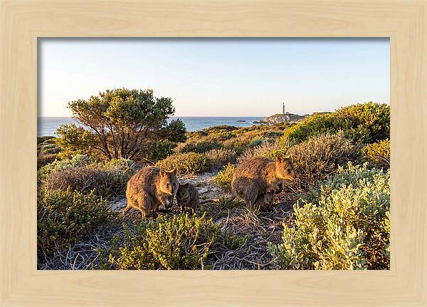 Quokka Family At Sunset