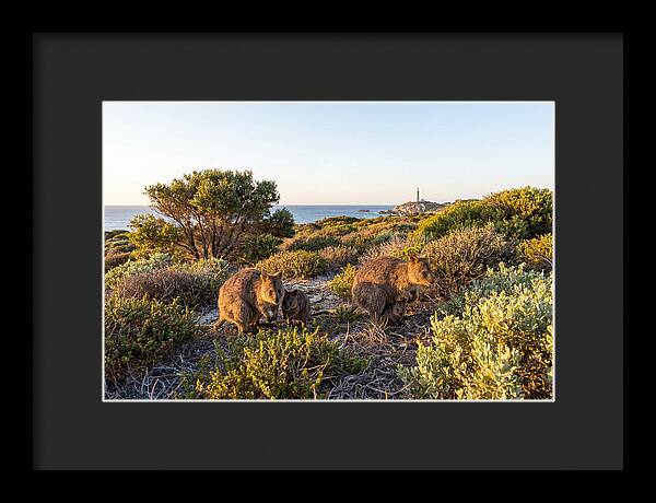 Quokka Family At Sunset