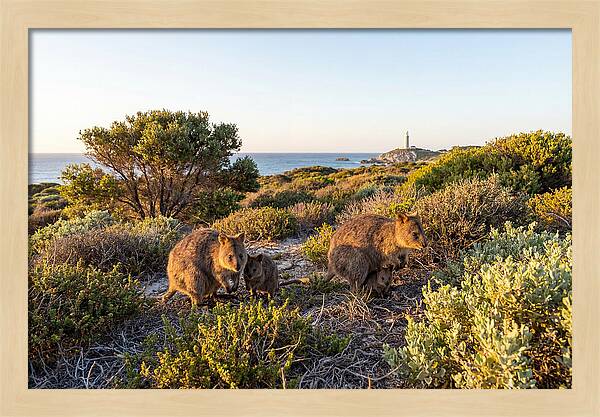 Quokka Family At Sunset