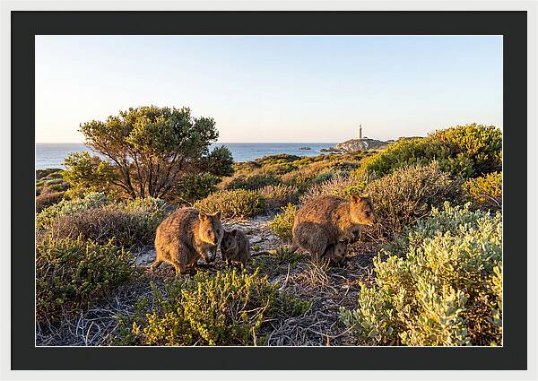 Quokka Family At Sunset
