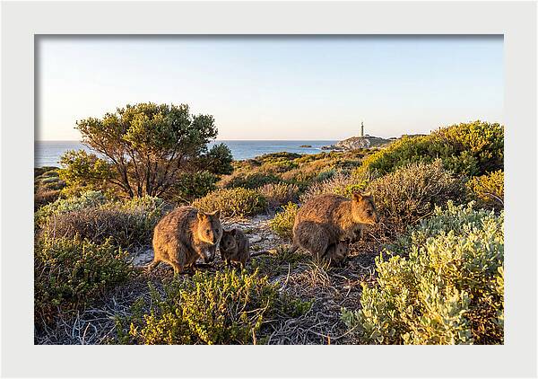 Quokka Family At Sunset