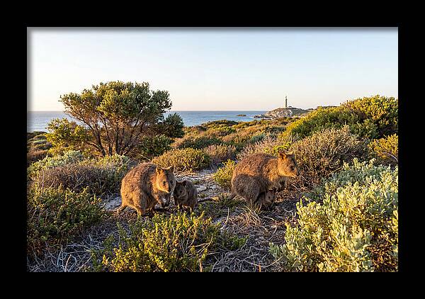 Quokka Family At Sunset